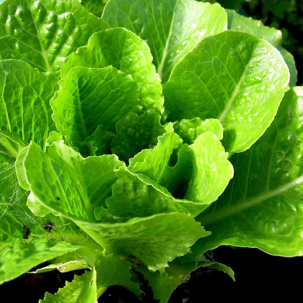 Lettuce Plant 'Cos'