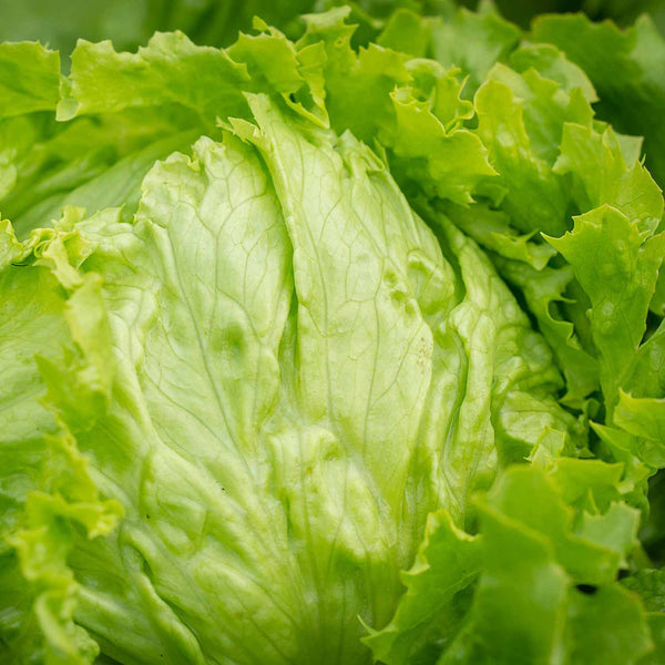 Lettuce Plant 'Saladin'