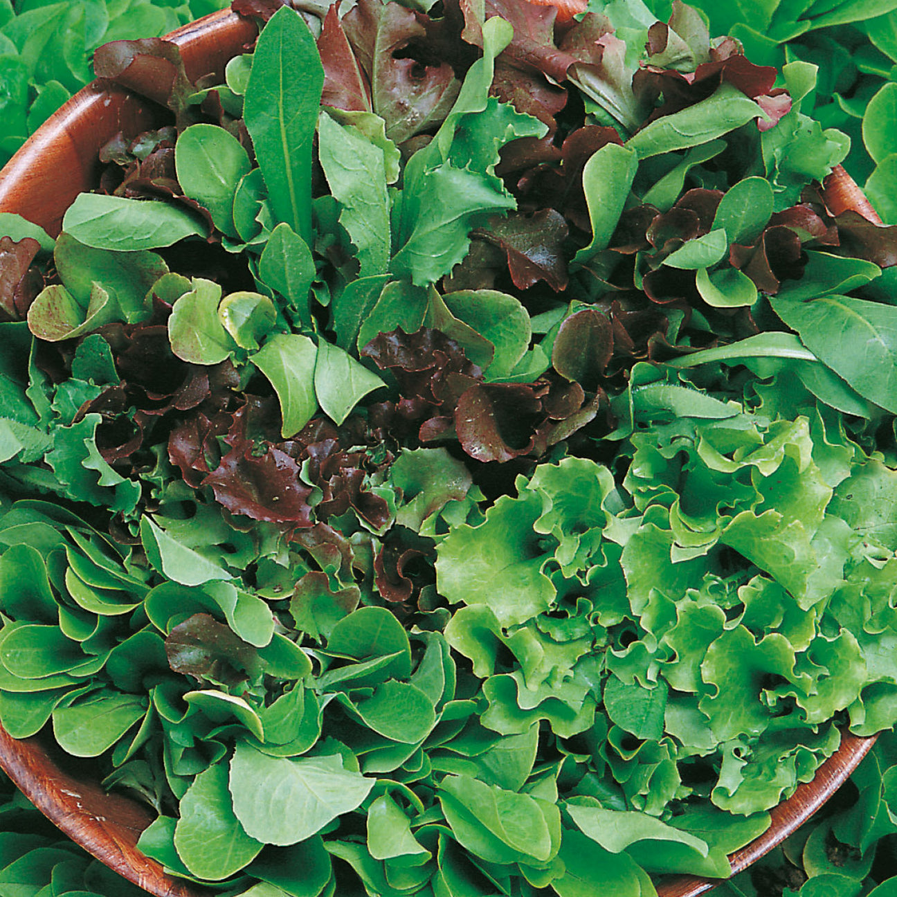 Lettuce 'Cut and Come Again' Seeds Buy Lettuce Seeds Online Lettuce