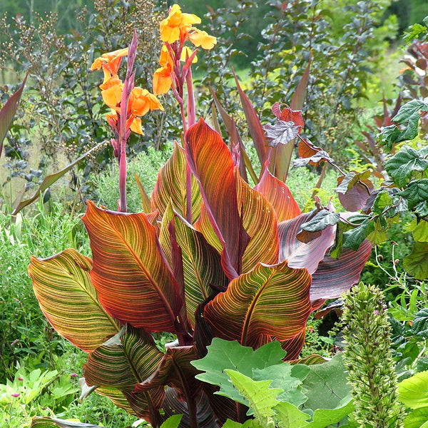 Canna Plant 'Lily Tropicana'