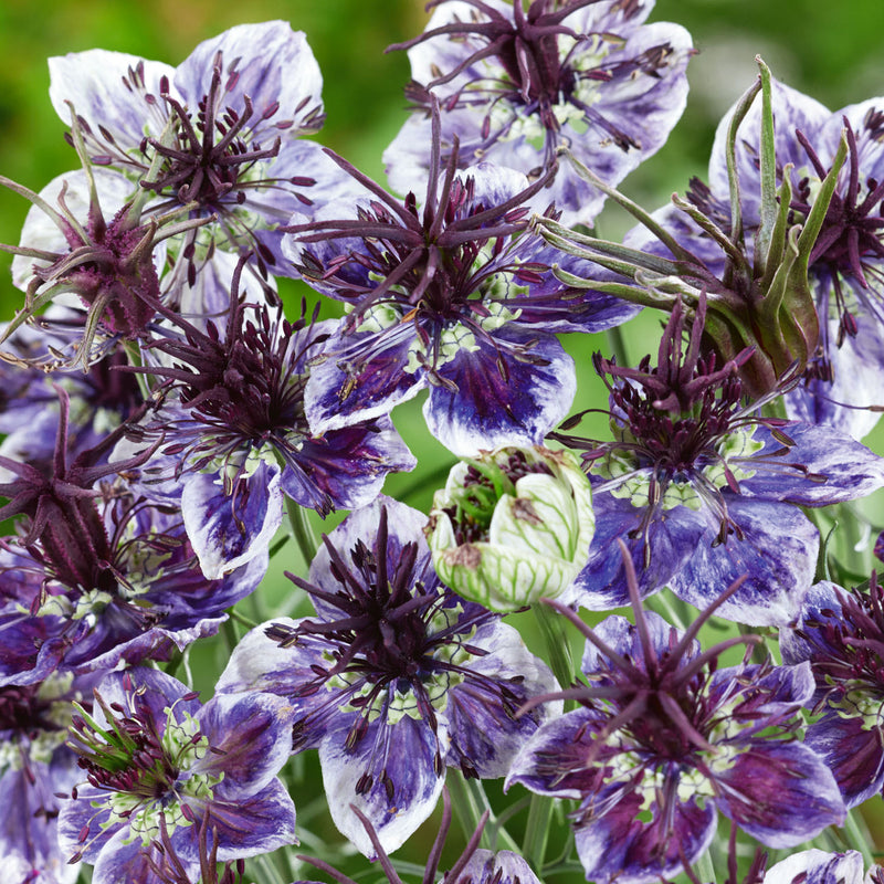 Love in a Mist Seeds 'Delft Blue'