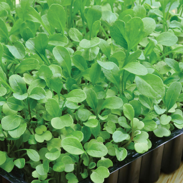 Microgreens Seeds Broccoli