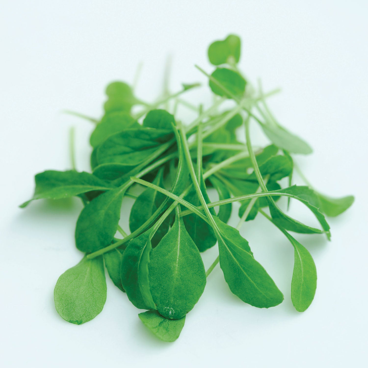 Microgreens Seeds Rocket 'Victoria' | Marshalls Garden