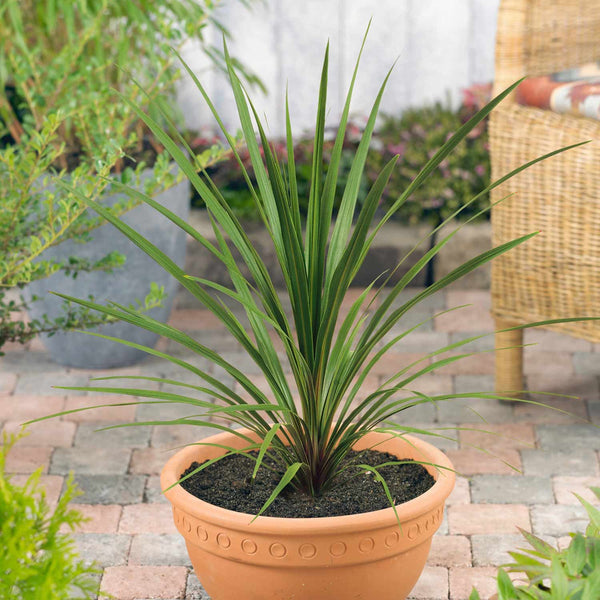 Cordyline australis Plant 'Atlantic Green'