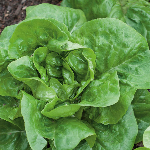 Lettuce Plant 'Butterhead'