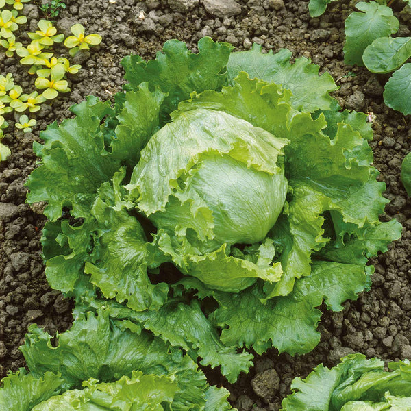 Lettuce Plant 'Iceberg 3'