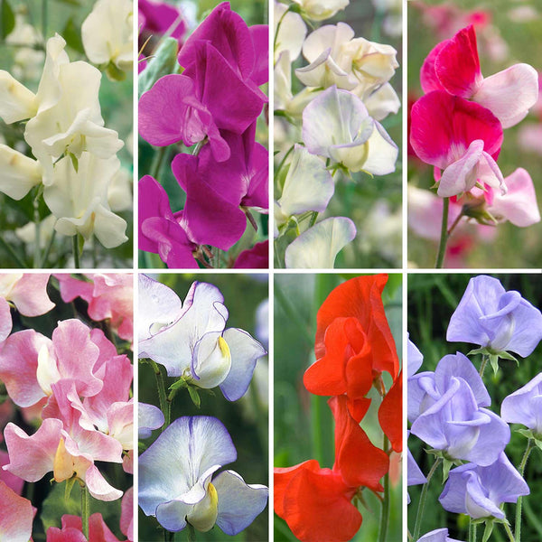 Sweet Pea Seeds 'Extra Fragrant' Collection