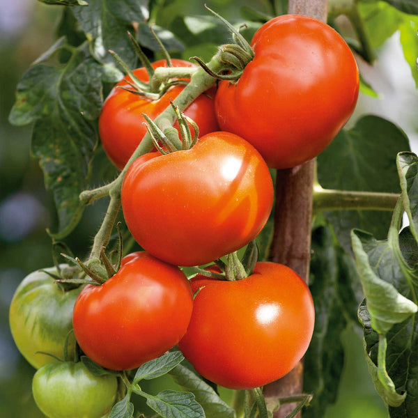 Tomato Seeds Organic Cordon 'Hamlet' F1