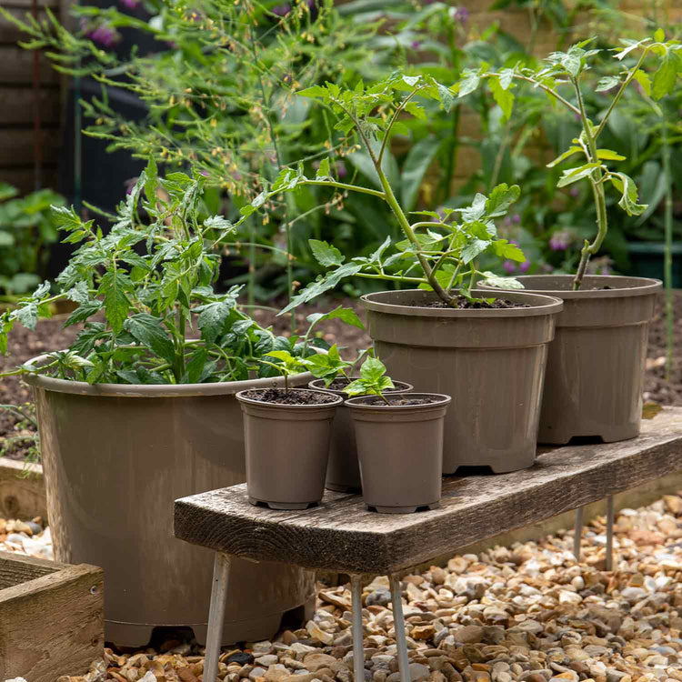 marshalls pots for plants Taupe 9cm Pots - 200 Pack