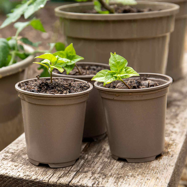 Taupe 9cm Pots - 200 Pack