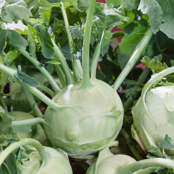 Kohl Rabi Seeds 'Korist' F1