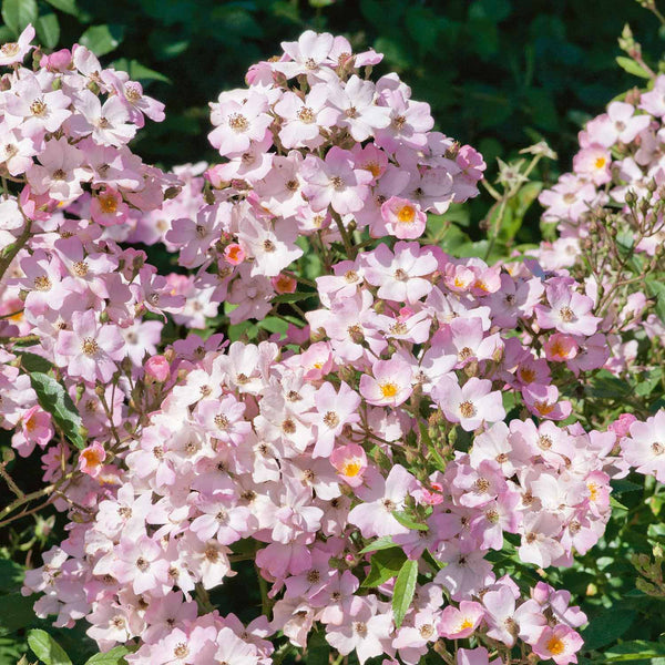 Rose Bush Plant 'Ballerina'