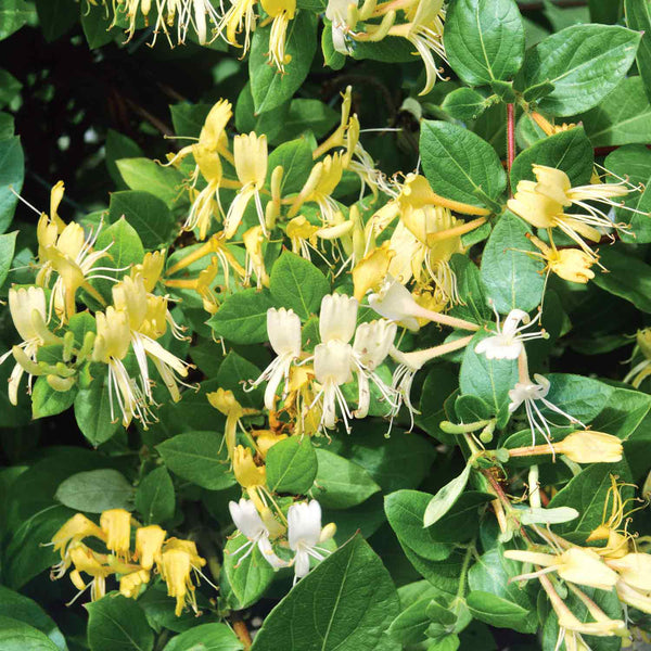 Honeysuckle Plant 'Halliana'