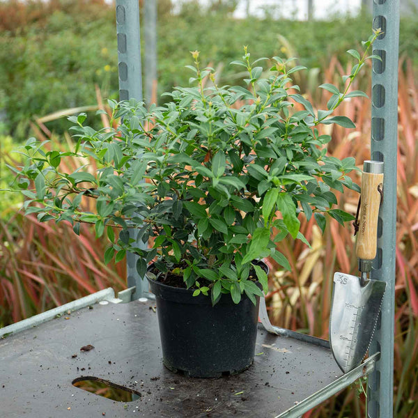 Honeysuckle Plant 'Fragrantissima'