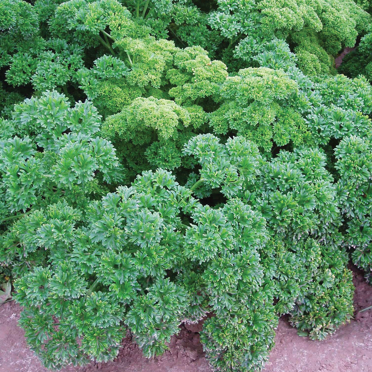 Parsley Curled 9cm 3 Plants Buy Parsley Plants Online Parsley