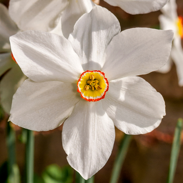 Narcissus 'Pheasant's Eye' - 10 Bulbs