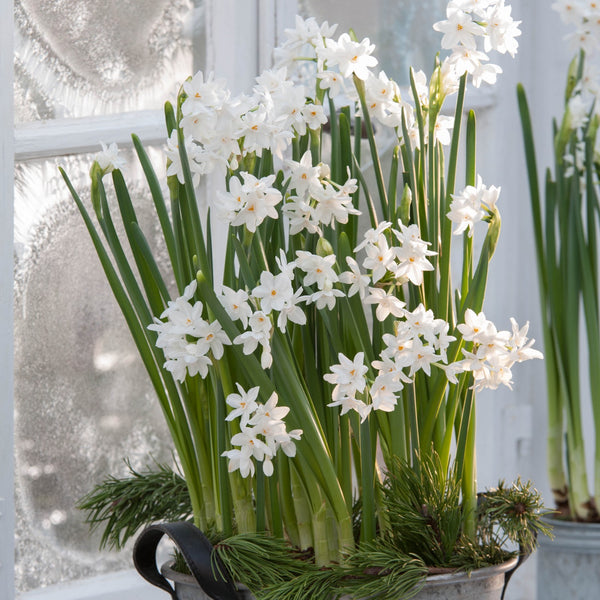 Narcissus 'Paperwhite Grandiflora Ziva' - 10 Bulbs