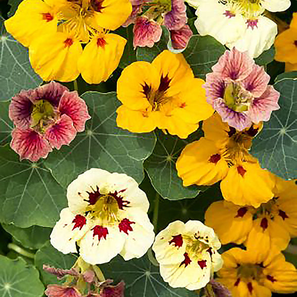 Nasturtium Seeds 'Ladybird Mix'