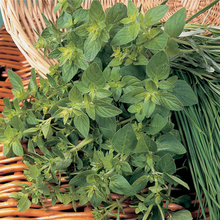 Oregano Plant 'Origanum Vulgare Hot and Spicy'