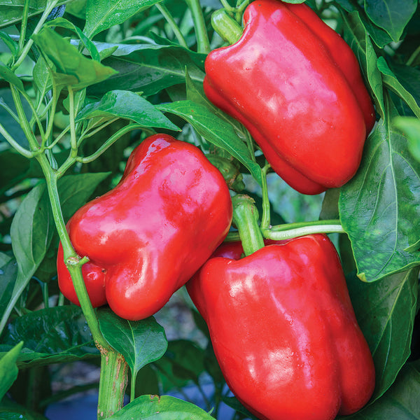 Pepper Seeds Sweet 'Bellrouge'