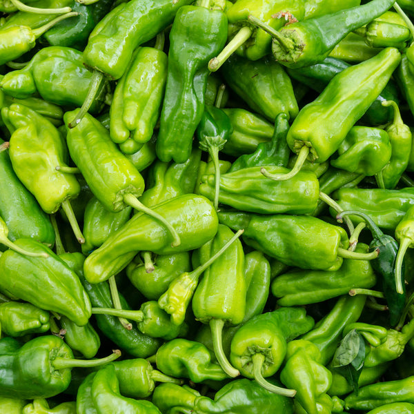 Chilli Pepper Seeds 'Padron'