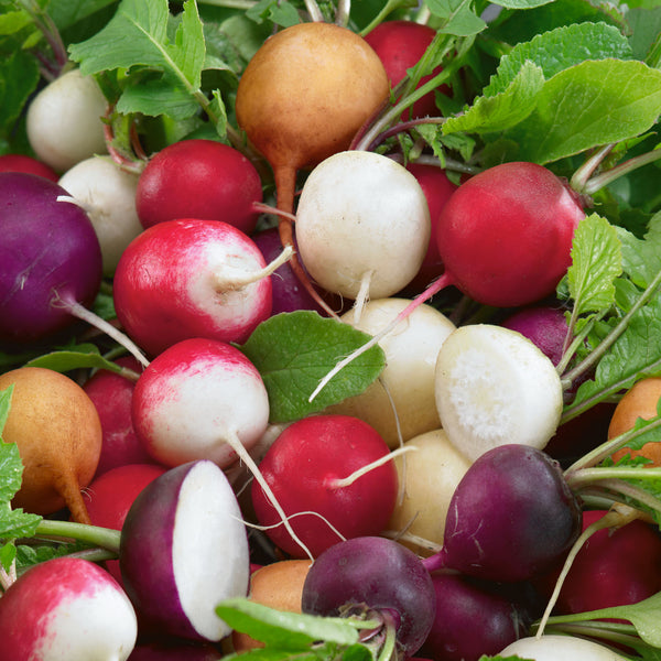 Radish Seeds 'Unwins Crunchy Mix'