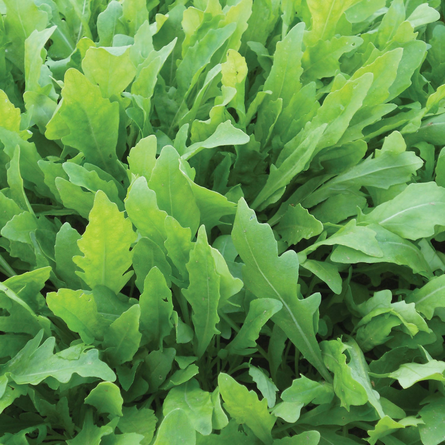 Rocket Seeds 'Wildfire' | Marshalls Garden