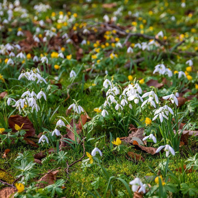 Double Snowdrop Bulbs in the Green 'Flore Pleno'