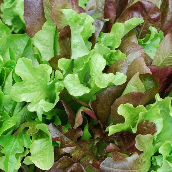 Lettuce Seeds 'Salad Leaves Mix'