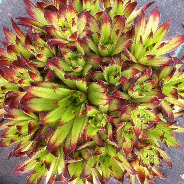 Sempervivum 'Atlas' - 3 x 4.5cm Plants