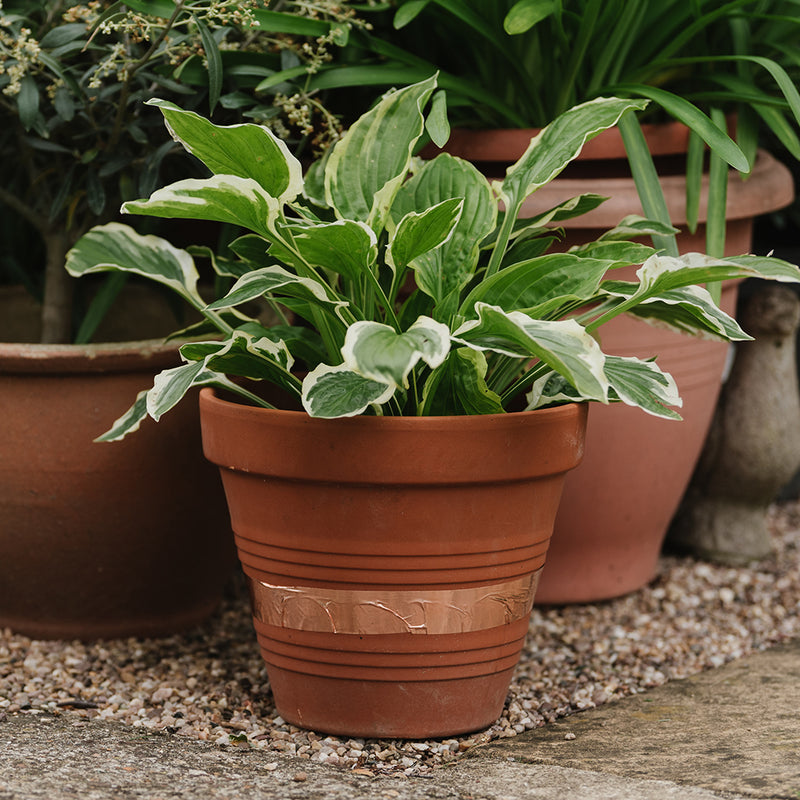 copper bands for plant pots Growing Success Copper Band Slug & Snail Barrier Tape