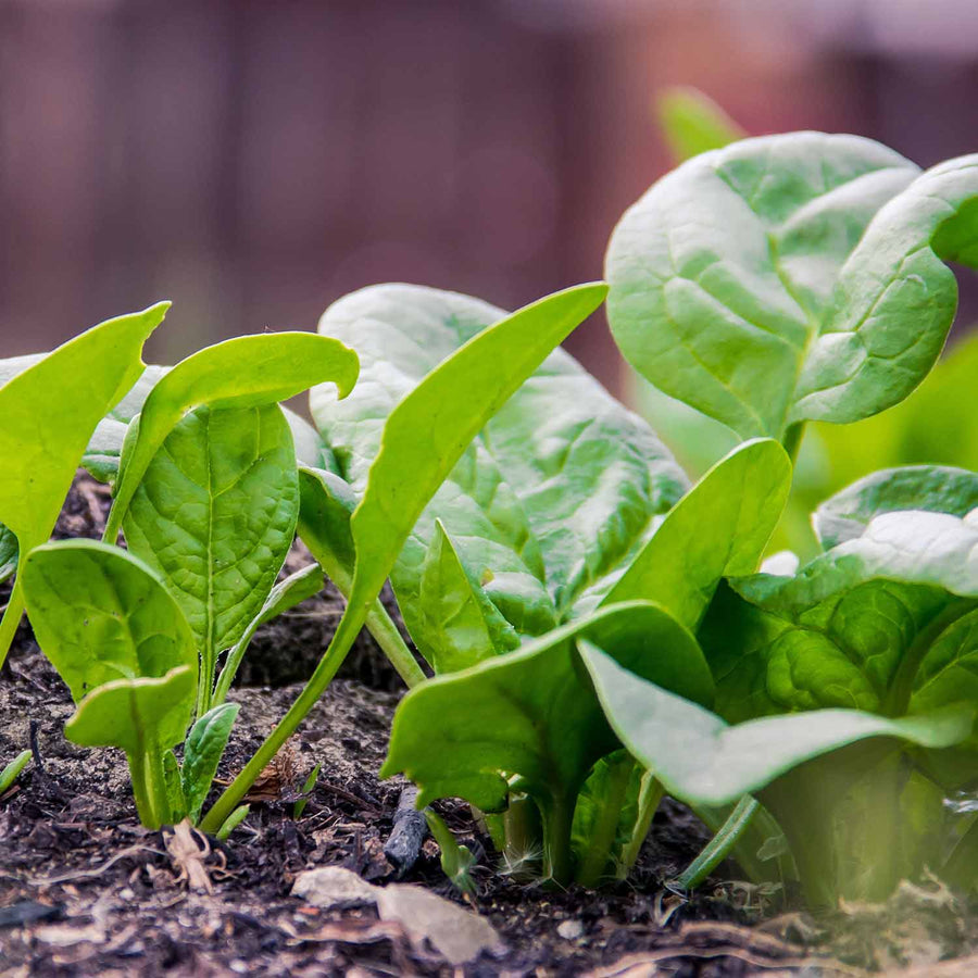 Spinach 'Renegade' 12 Garden Ready Plants Buy Spinach Plants Online Spinach Plants for