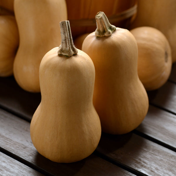 Squash Seeds 'Butterbaby'