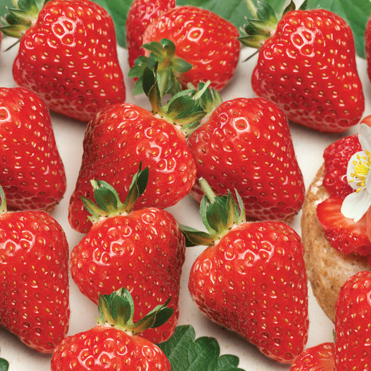 f1 strawberry seeds Strawberry Seeds 'Delician' F1