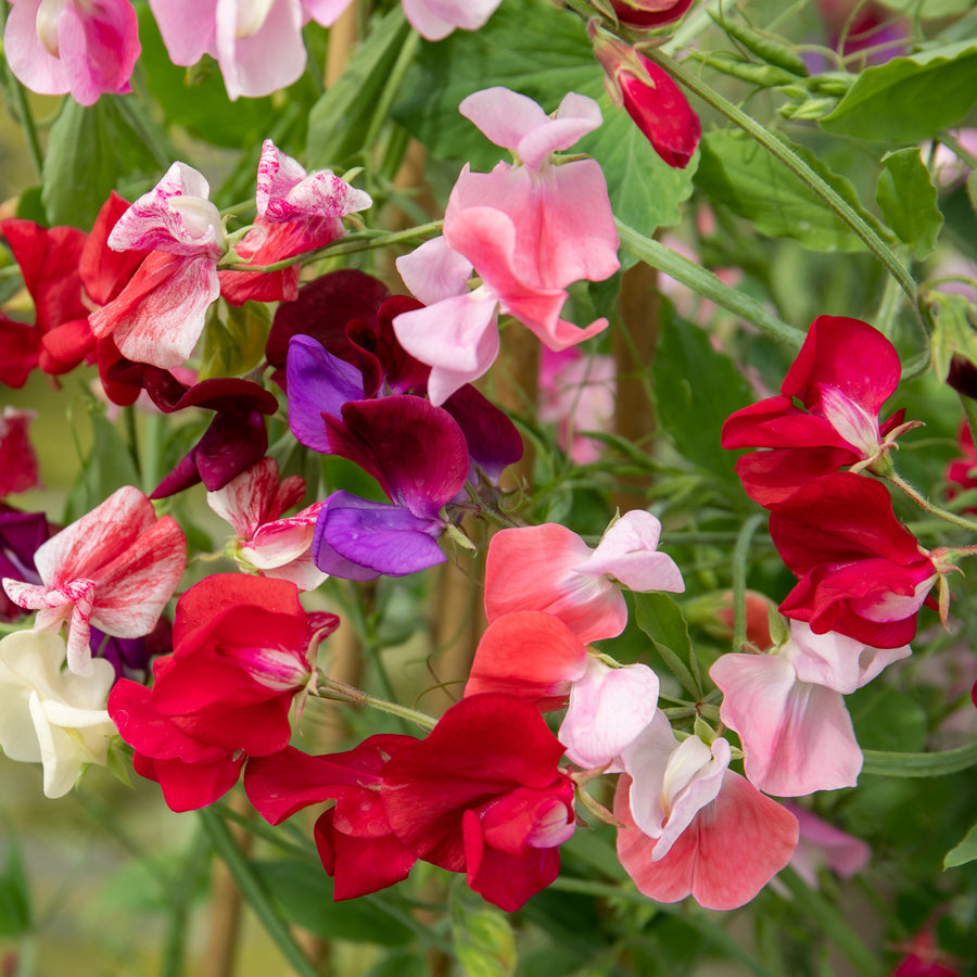 Sweet Pea Plants 'Old Fashioned Mix' 12 x Plug Plants Buy Sweet Pea