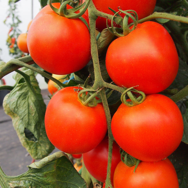 Tomato Seeds 'Akron' F1