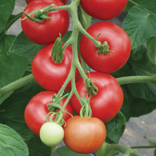 Tomato Seeds Organic 'Matina'