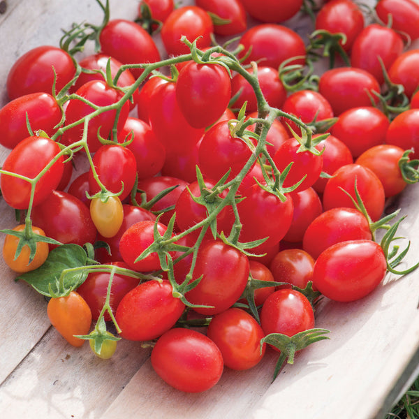 Tomato Seeds 'Romello' F1