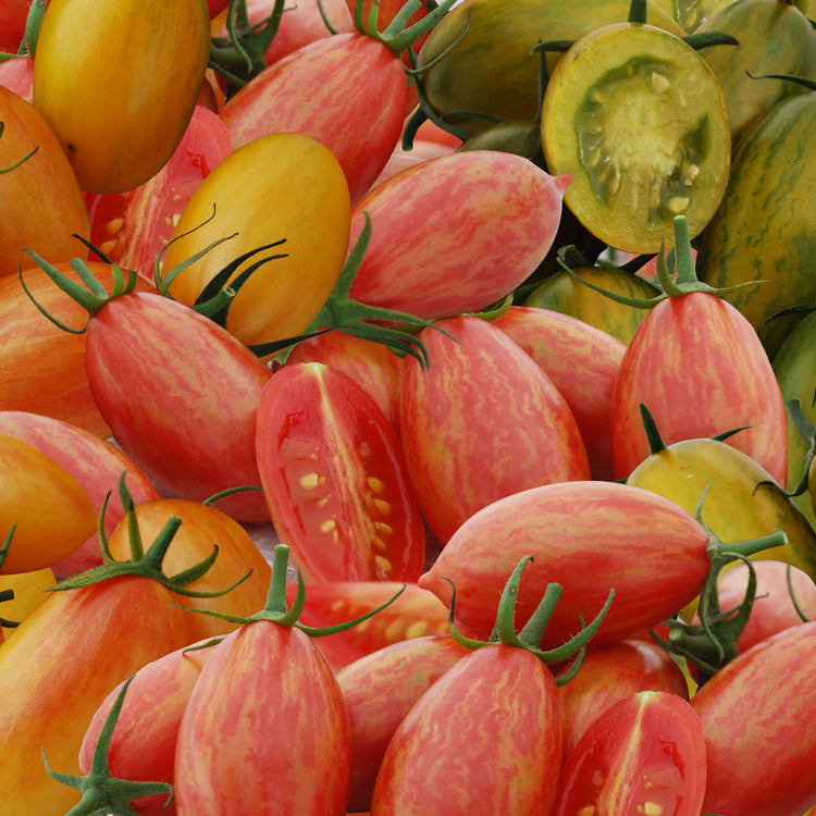 tiger lily tomatoes Tomato Seeds Cherry Plum 'Tiger Stripe Mix'