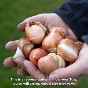 Buy Tulip Fancy Frills 10 Bulbs Online