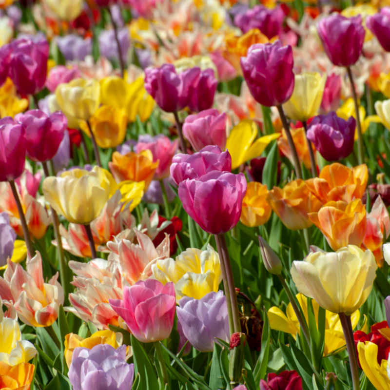 Tulip Bulbs 'Triumph Mix'