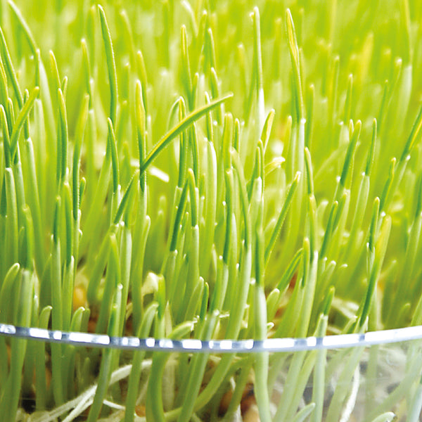 Wheatgrass Seeds 'Sprouting'