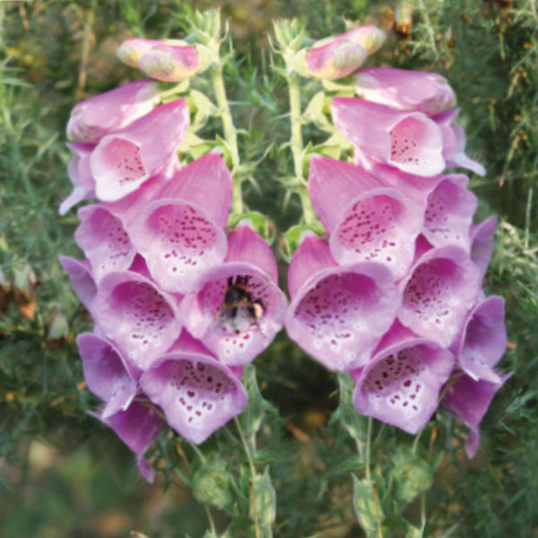 Wildflower Seeds 'Foxglove'