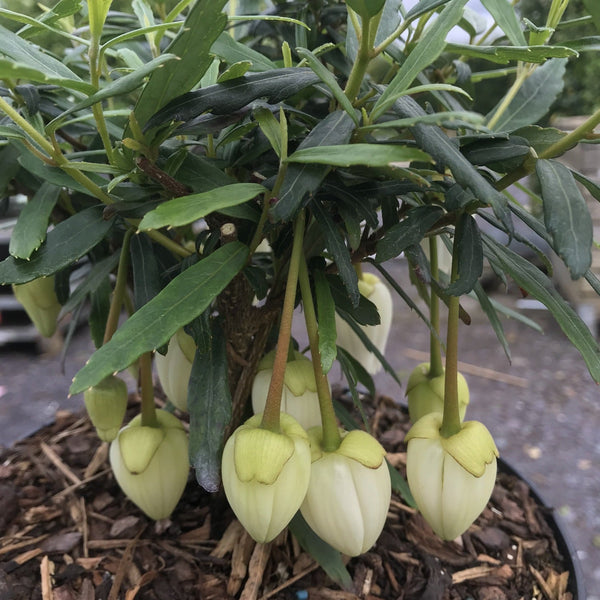 Crinodendron Plant 'Alf Robbins'