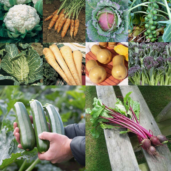 Allotment Collection Seeds