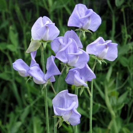 Sweet Pea Seeds 'Extra Fragrant' Collection