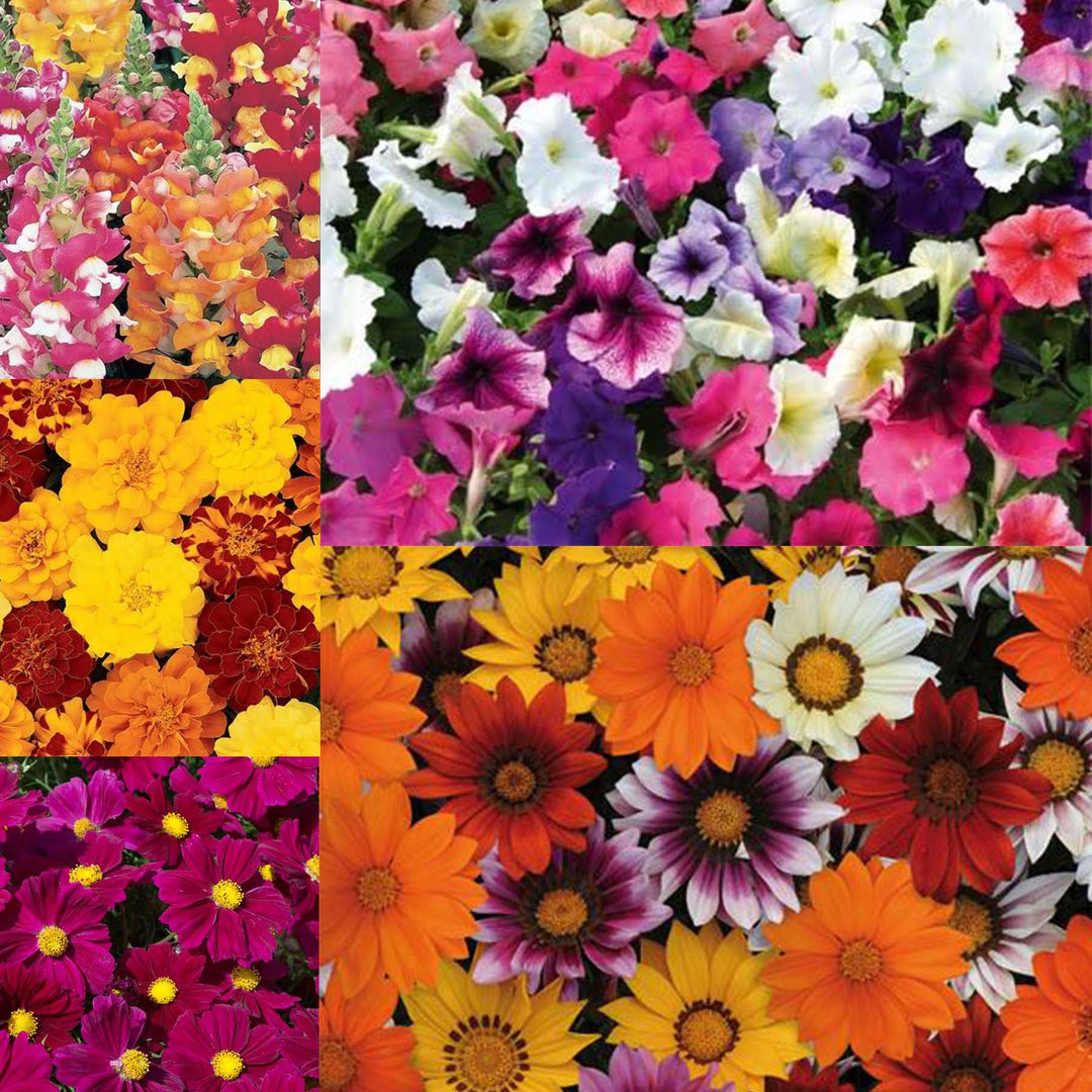 Marshalls Seedling Bedding Selection 60 Plants Buy Seedling Bedding Online Marshalls Garden