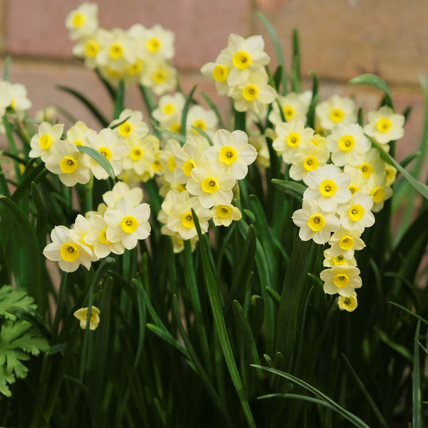 Narcissus 'Minnow' - 20 Bulbs