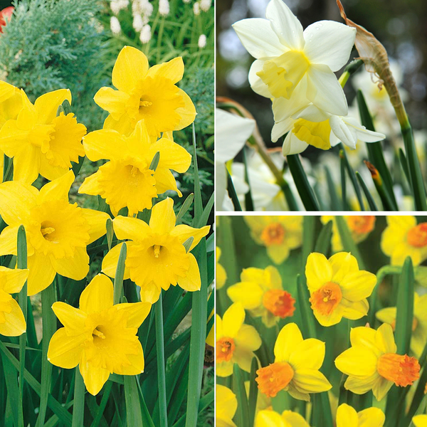 Narcissus All Season Collection - 30 Bulbs