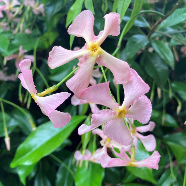 Star Jasmine 'Pink Showers' - 9cm Pot